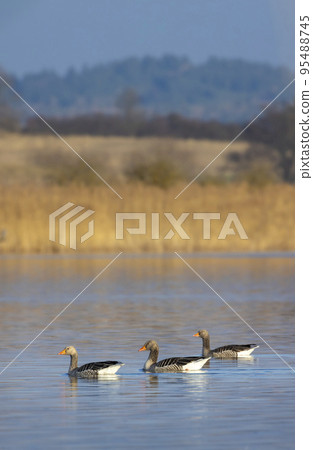 Great Goose, (Anser anser), Southern Bohemia, Czech Republic 95488745