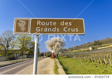 Wine road (Route des Grands Crus) near Beaune, Burgundy, France 95488759
