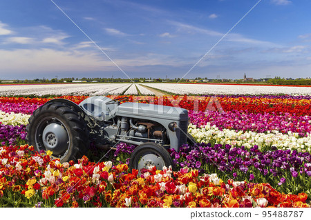 Field of tulips with old tractor near Keukenhof, The Netherlands 95488787
