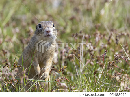 Ground squirrel colony, national natural monuments Radouc, Mlada Boleslav, Czech Republic 95488911