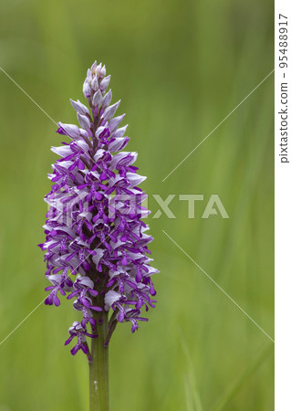 wild orchid in White Carpathian Mountains, Czech Republic 95488917