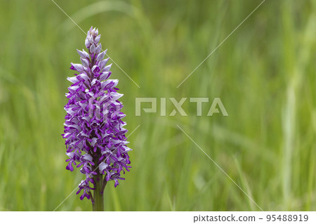 wild orchid in White Carpathian Mountains, Czech Republic 95488919