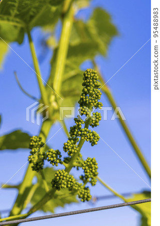 close up of young grapevine close up of young grapevine 95488983
