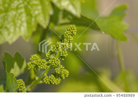 close up of young grapevine close up of young grapevine 95488989