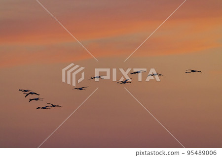 Flamingo in Parc Naturel regional de Camargue, Provence, France 95489006
