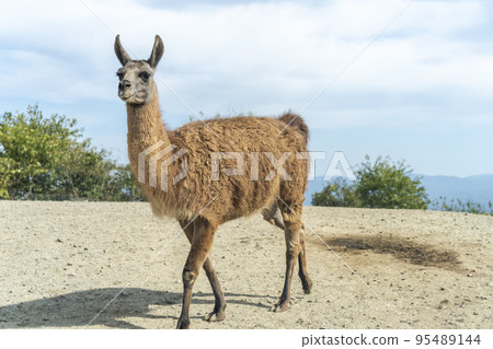 Scenery of the safari park, Llama, Nihonmatsu City, Fukushima Prefecture 95489144