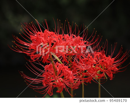 《Chigasaki City, Samukawa Town》 Close-up of cluster amaryllis 95489170