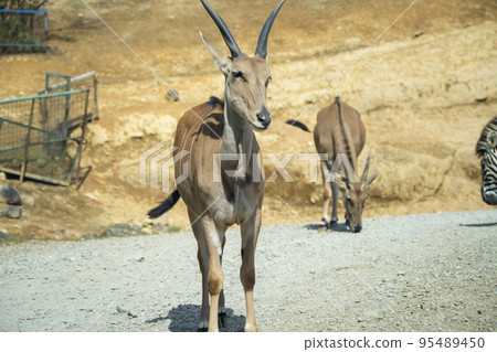 Safari park scenery Elland Fuku. Nihonmatsu City, Shima Prefecture 95489450