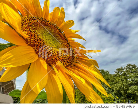 秋天盛開的向日葵花 95489469