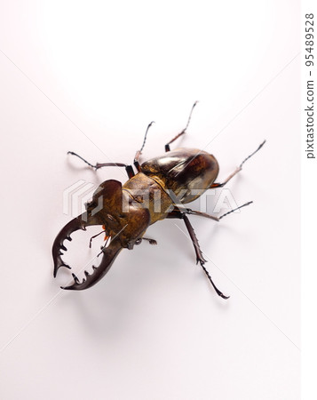 Miyama stag beetle stag beetle summer vacation child Miyama stag beetle stag beetle summer vacation child 95489528
