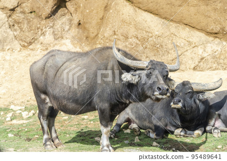 Scenery of the safari park, Asian buffalo, Nihonmatsu City, Fukushima Prefecture 95489641