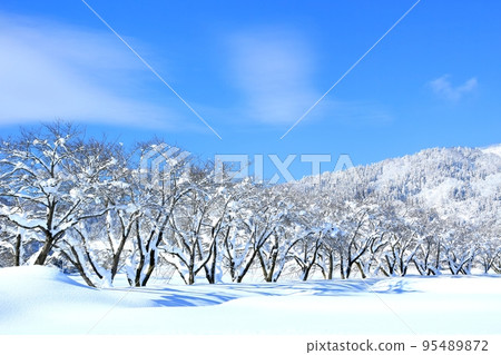 冬季更川堤的雪景和成排的櫻花樹 95489872