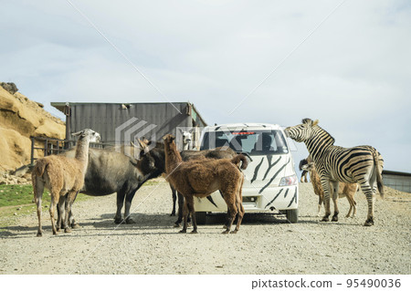 Scenery of the safari park A car surrounded by animals Nihonmatsu City, Fukushima Prefecture 95490036