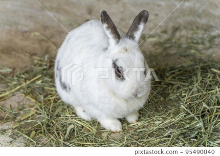 Rabbits you can interact with Nihonmatsu City, Fukushima Prefecture Rabbits you can interact with Nihonmatsu City, Fukushima Prefecture 95490040