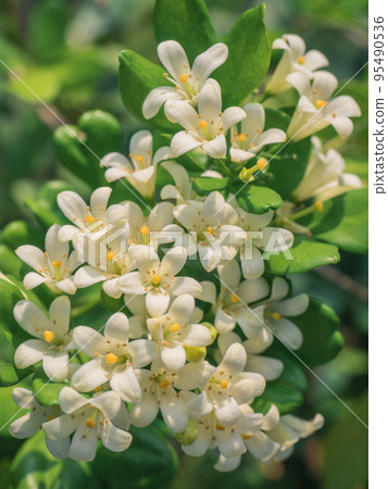 Moon Orange Qilixiang Moon Orange Qilixiang 95490536