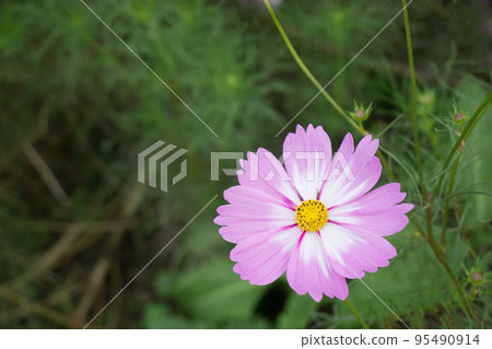 ≪Flower≫ A single cosmos flower from a cosmos field 13 95490914