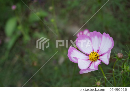 ≪Flower≫ A single cosmos flower from a cosmos field 14 ≪Flower≫ A single cosmos flower from a cosmos field 14 95490916