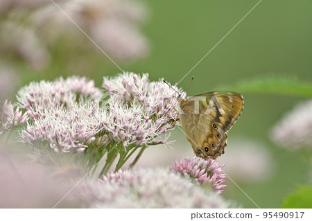 Searching for the nectar of the Yotsuba bulbul 95490917