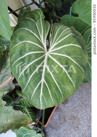 Philodendron Gloriosum ,Philodendron plant 95490938