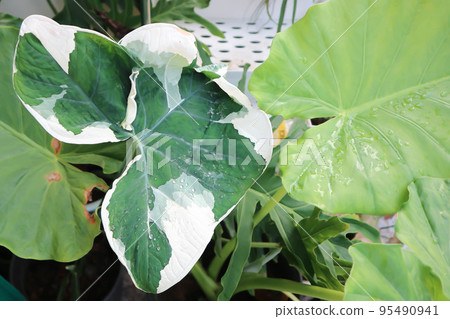 Albomarginata, Araceae or Schott or Xanthosoma sagittifolium or XANTHOSOMA or Mickey Mouse Plant and alocasia Albomarginata, Araceae or Schott or Xanthosoma sagittifolium or XANTHOSOMA or Mickey Mouse Plant and alocasia 95490941