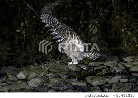 [北海道/知床]瀕臨滅絕的物種/狩獵Blakiston的魚貓頭鷹 95491036