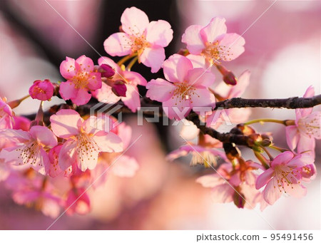 In March, when spring is still early, Kawazu cherry blossoms are in full bloom in the park. 95491456