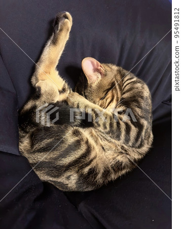 Curled cat 95491812