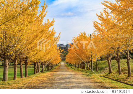 [Ishikawa Prefecture] Golden ginkgo trees 95491954
