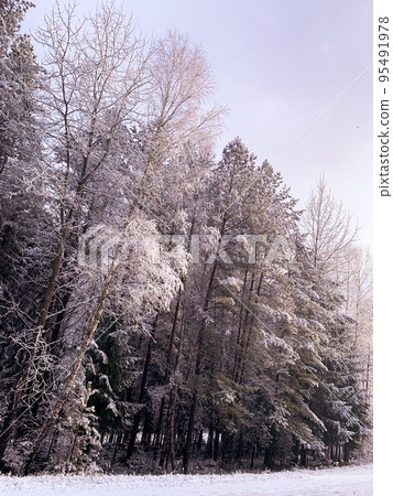 Beginning of winter. First snow on tree branches along road. Studio Photo Beginning of winter. First snow on tree branches along road. Studio Photo 95491978
