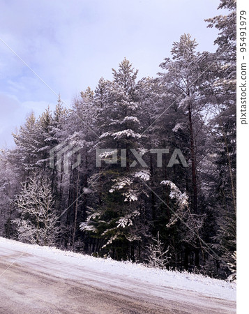 Beginning of winter. First snow on tree branches along road. Studio Photo Beginning of winter. First snow on tree branches along road. Studio Photo 95491979