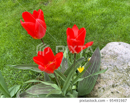 Red garden tulips growing on green lawn. Studio Photo Red garden tulips growing on green lawn. Studio Photo 95491987
