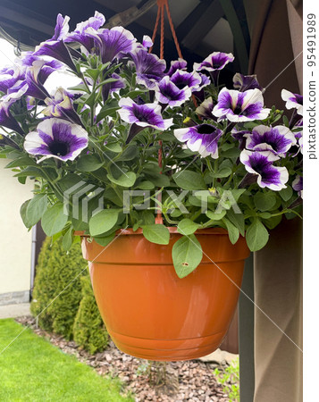 Hanging planters with different flowers in garden. Studio Photo 95491989