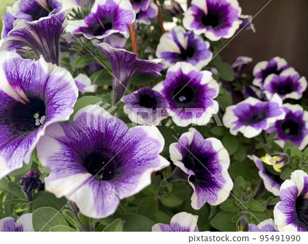 Hanging planters with different flowers in garden. Studio Photo Hanging planters with different flowers in garden. Studio Photo 95491990
