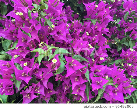 Bougainvillea blooming with pink flowers. Studio Photo Bougainvillea blooming with pink flowers. Studio Photo 95492003