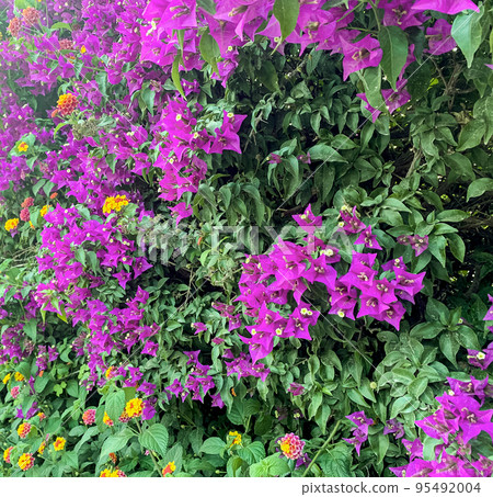 Bougainvillea blooming with pink flowers. Studio Photo Bougainvillea blooming with pink flowers. Studio Photo 95492004