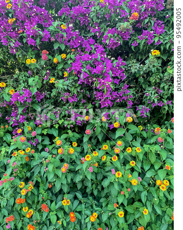 Bougainvillea blooming with pink flowers. Studio Photo Bougainvillea blooming with pink flowers. Studio Photo 95492005