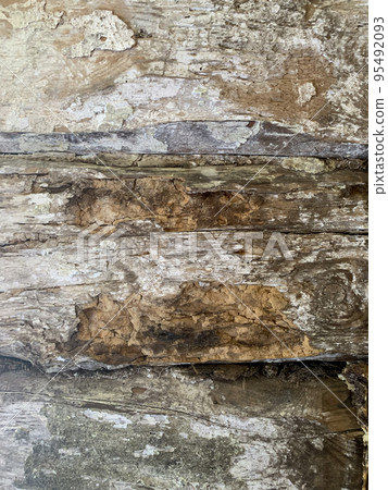 Wooden background, old rotten wood structure. Studio Photo 95492093