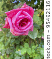 Beautiful roses in summer garden. Studio Photo 95492116