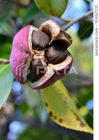 山茶花果實和山茶花種子 95492332