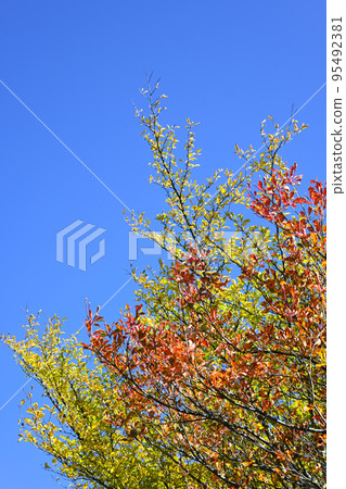 秋天樹和藍天風景 秋天樹和藍天風景 95492381