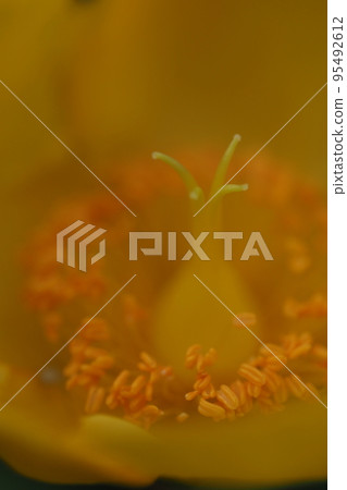 花雌蕊和雄蕊 95492612