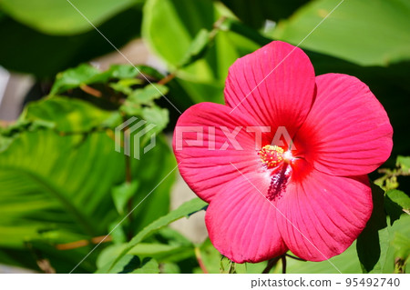 ≪花≫ 芙蓉屬 Titanbicus 的一朵紅色花朵 ≪花≫ 芙蓉屬 Titanbicus 的一朵紅色花朵 95492740
