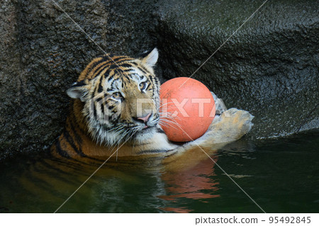 Amur tiger cub guarding the ball 95492845