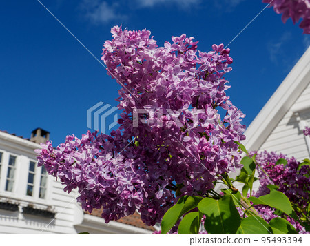 the city of Stavanger in norway 95493394