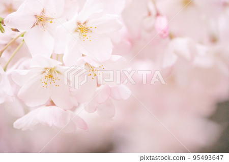 日本櫻花特寫的春天風景 95493647