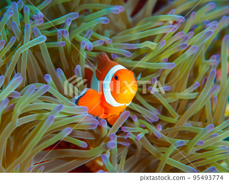 小丑anemonefish 95493774