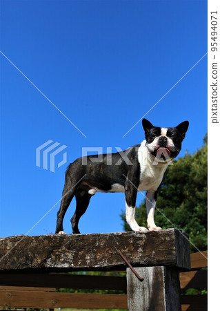 Mighty-kun, a cute Boston Terrier who enjoys playing on the dog run in Sakado City while climbing a wooden platform and staring at the blue sky♡ 95494071
