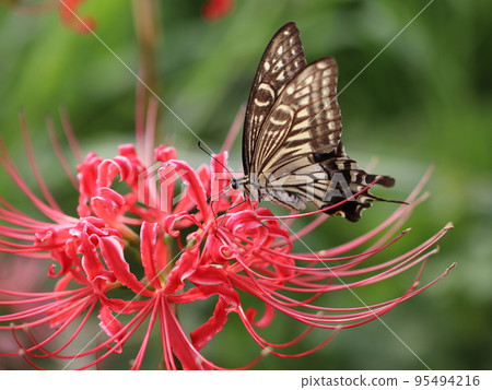 《茅崎市/寒川町》小出川群孤挺花和燕尾蝶 95494216