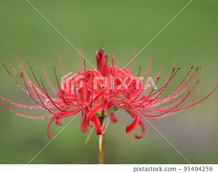 《Chigasaki City, Samukawa Town》 Koide River, Close-up of amaryllis wet in the rain 《Chigasaki City, Samukawa Town》 Koide River, Close-up of amaryllis wet in the rain 95494256