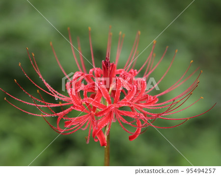 《Chigasaki City, Samukawa Town》 Koide River, Close-up of amaryllis wet in the rain 《Chigasaki City, Samukawa Town》 Koide River, Close-up of amaryllis wet in the rain 95494257
